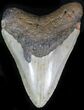 Bargain Megalodon Tooth - North Carolina #22931-1